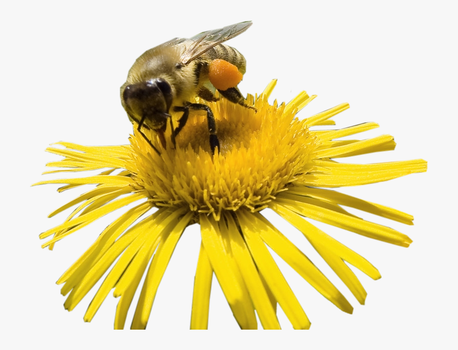 Transparent Flower Clipart Png - Flower And Bee Png, Transparent Clipart
