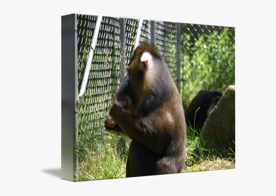Clip Art By Al Gallant - Mandrill, Transparent Clipart