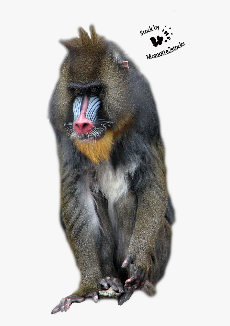 Clip Art Pin By Kokurouchi On - Mandrill, Transparent Clipart