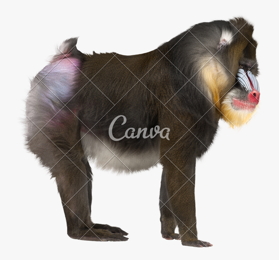 Clip Art Mandrillus Sphinx Photos By - Mandrill Sphinx Dreamstime, Transparent Clipart