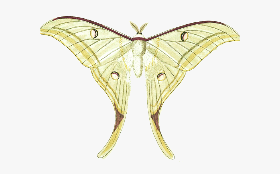 Luna Clipart, Transparent Clipart