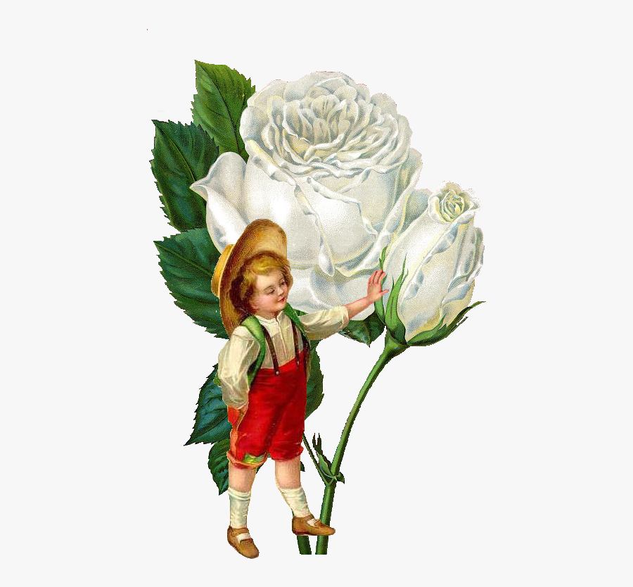 White Rose Flower Gif, Transparent Clipart