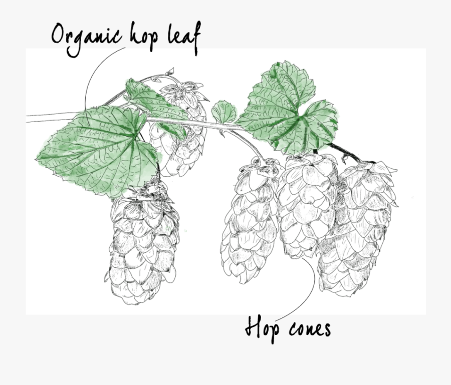 Transparent Hop Cones Clipart - Grape, Transparent Clipart