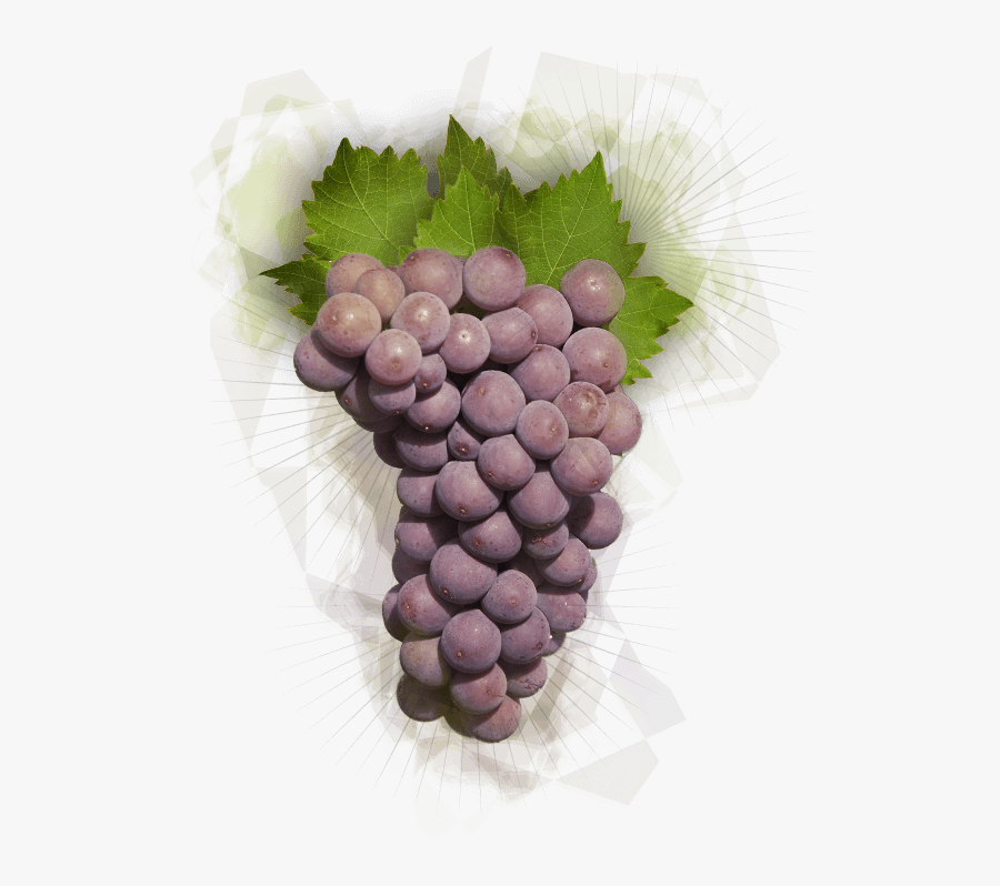 Pinot Gris Grapes - Pinot Gris Grape Png, Transparent Clipart