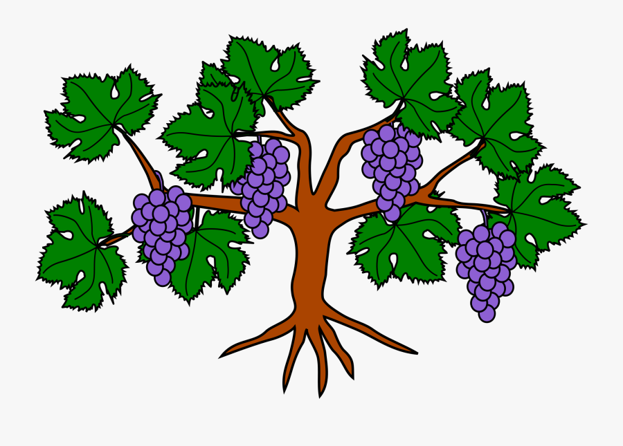 File Grapevine Wikimedia Commons - Part Of The Grape Tree Clipart, Transparent Clipart
