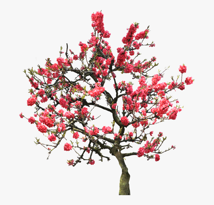 Transparent Cherry Blossom Tree Png - University Of Maryland University College, Transparent Clipart