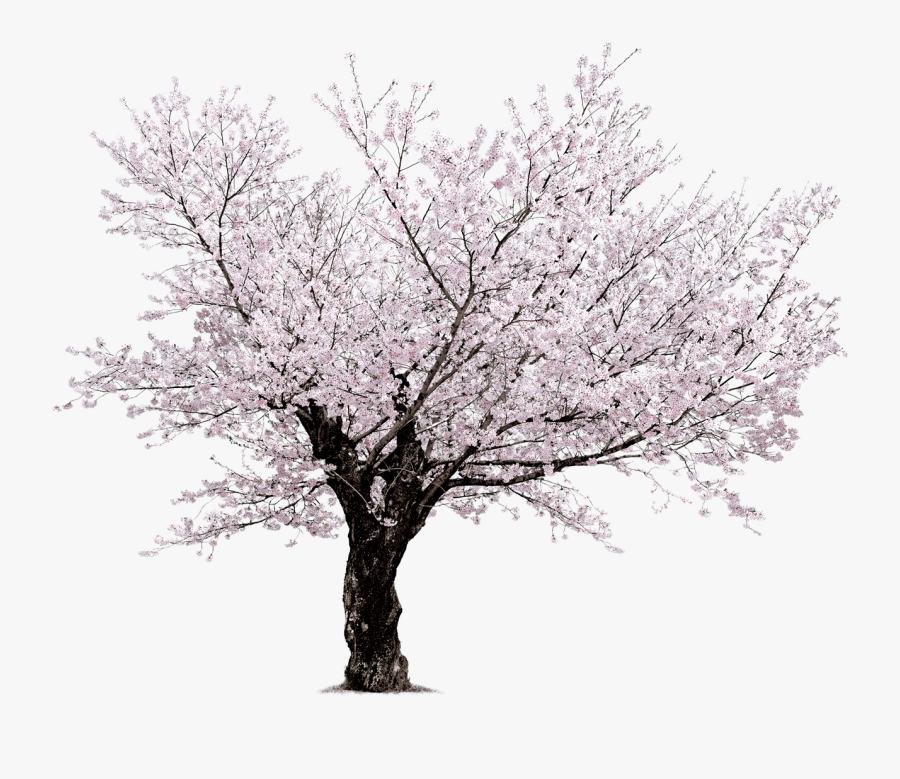 Sakura Png - Cherry Blossom Tree Transparent Background, Transparent Clipart