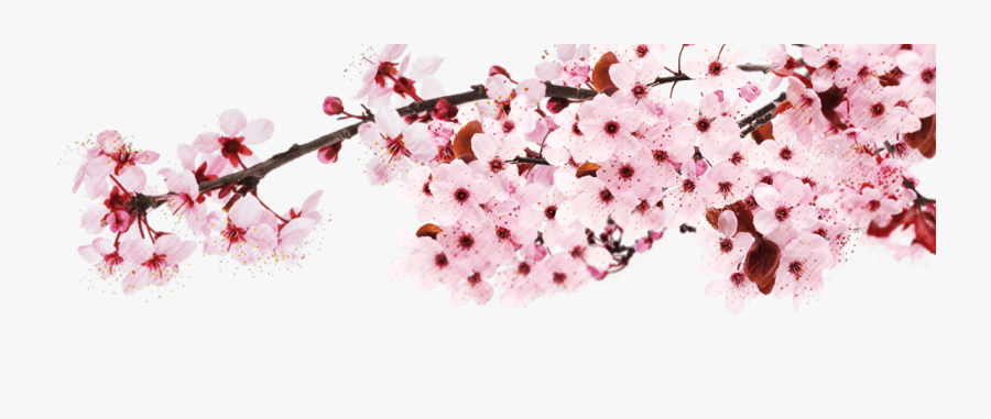 Flower,blossom,cherry - Japan Cherry Blossom Png, Transparent Clipart