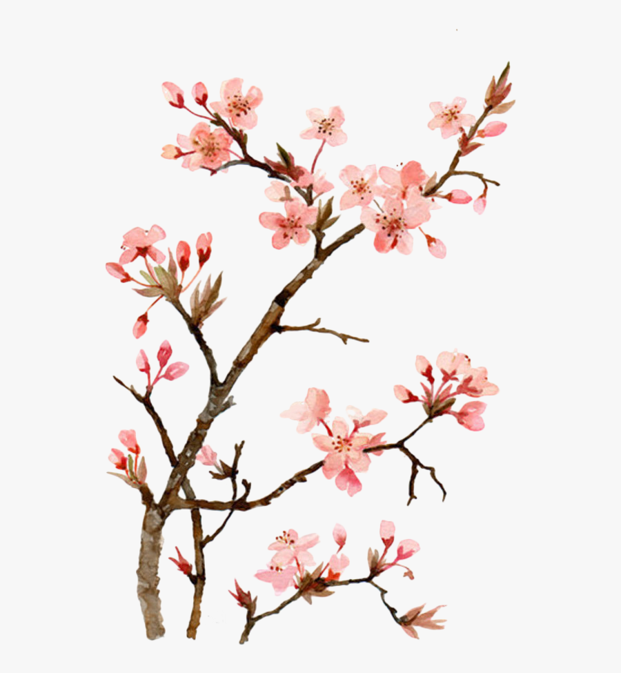 Twig Drawing Cherry Blossom - Japanese Watercolor Cherry Blossom Flower, Transparent Clipart