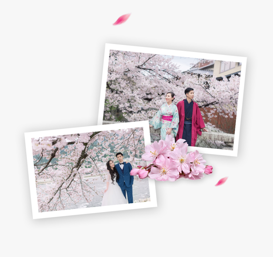 Best Cherry Blossoms Spots In Japan - Cherry Blossom, Transparent Clipart