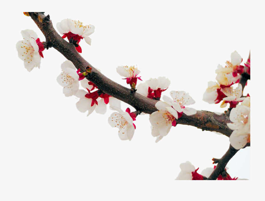 Clip Art Cherry Blossom Plum Flower - Cherry Blossom, Transparent Clipart