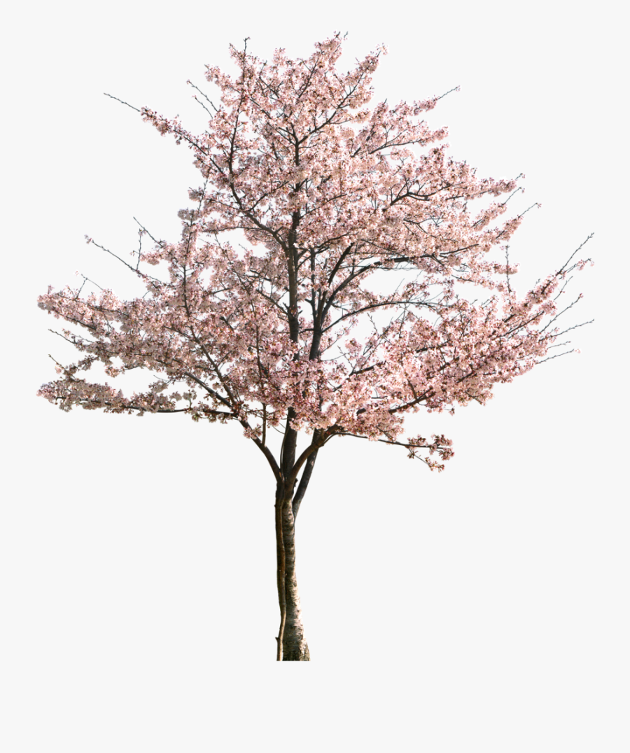 Clip Art Apricot Tree Blossoms - Plum Blossom Tree Png, Transparent Clipart