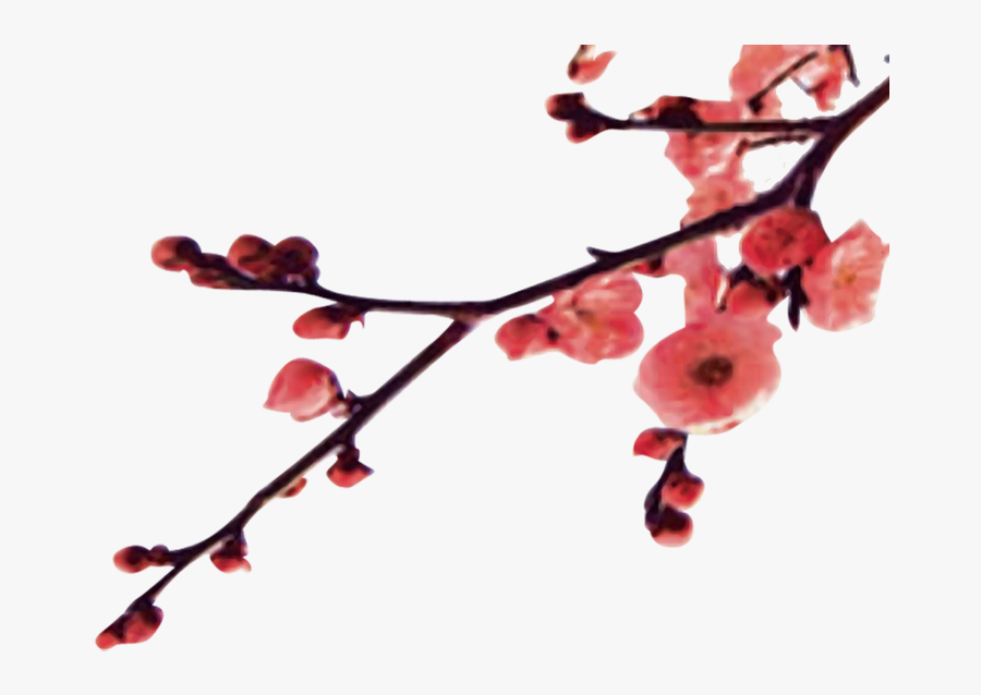 Clip Art Apricot Tree Blossoms - 过年 素材, Transparent Clipart
