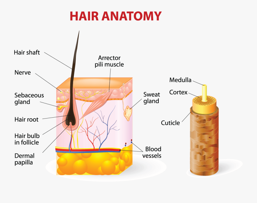 Cross Section Of Skin And Hair, Transparent Clipart
