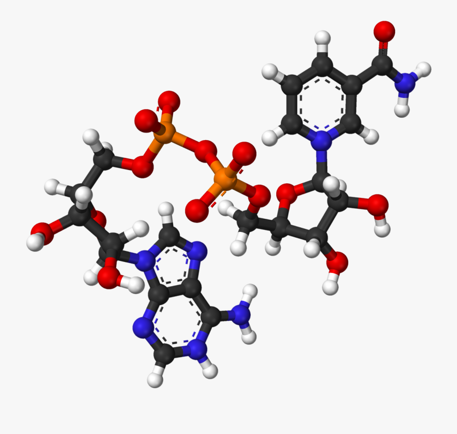 Heh Clipart 4th July - Nicotinamide Adenine Dinucleotide Nad, Transparent Clipart