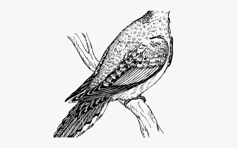 Drawing Turtle Dove, Transparent Clipart