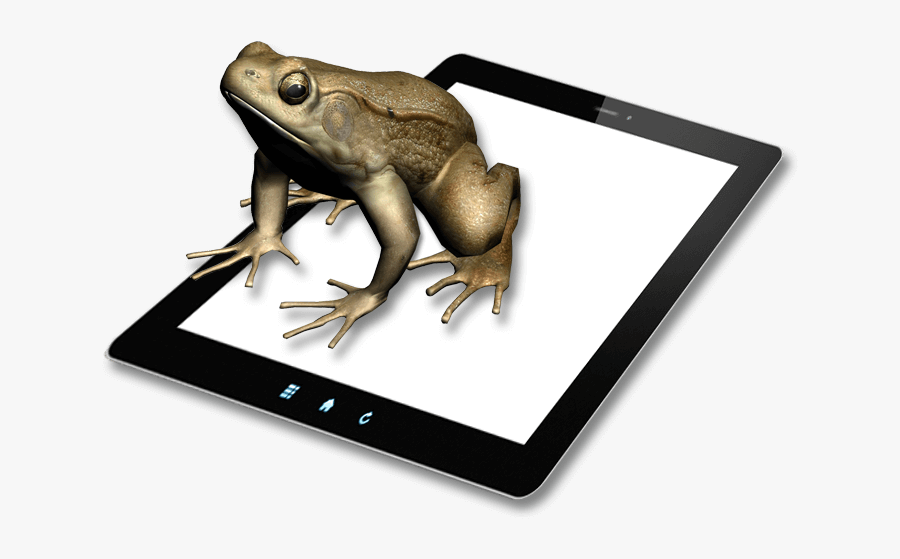 Bufo, Transparent Clipart
