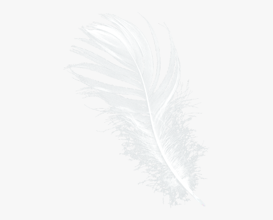 Cuorelucymy Lucymy Mialu Piuma Freetoedit - Feather, Transparent Clipart