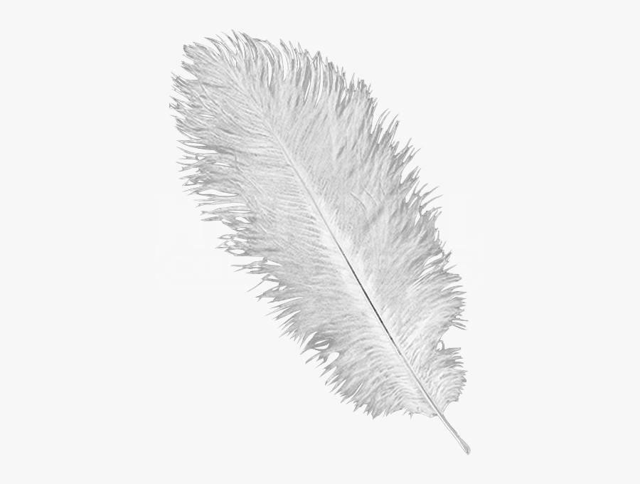 Ostrich Feathers Png - Ostrich Feather White Background, Transparent Clipart