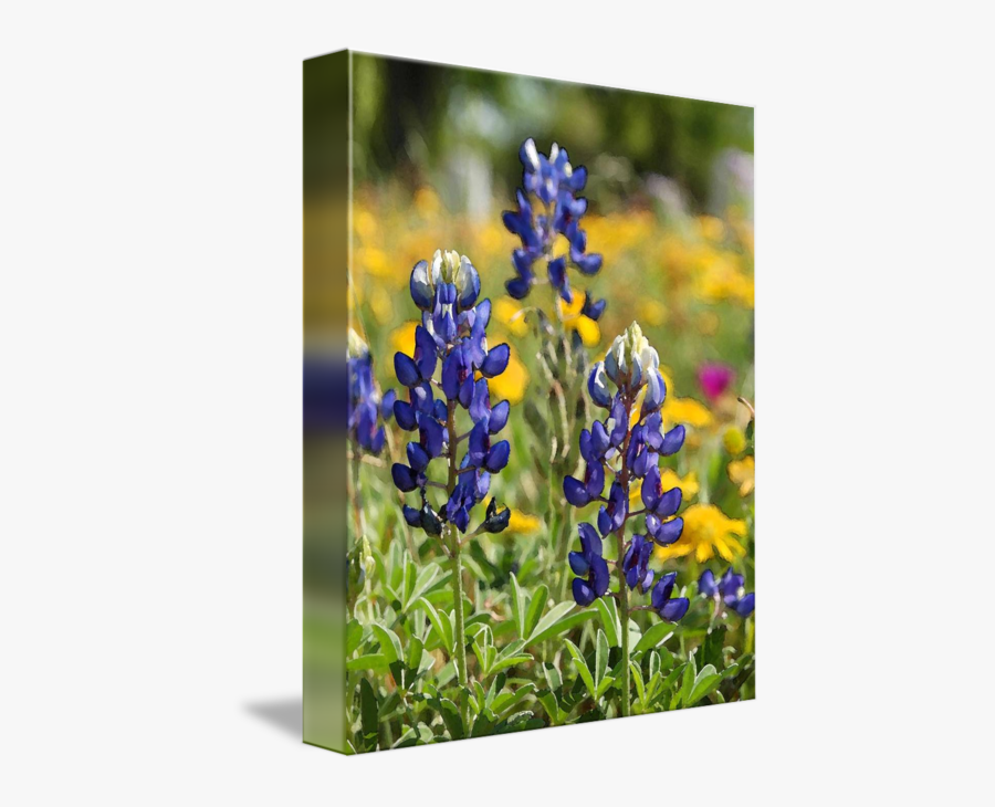 Clip Art Bluebonnet Watercolor - Bluebonnet Watercolor, Transparent Clipart