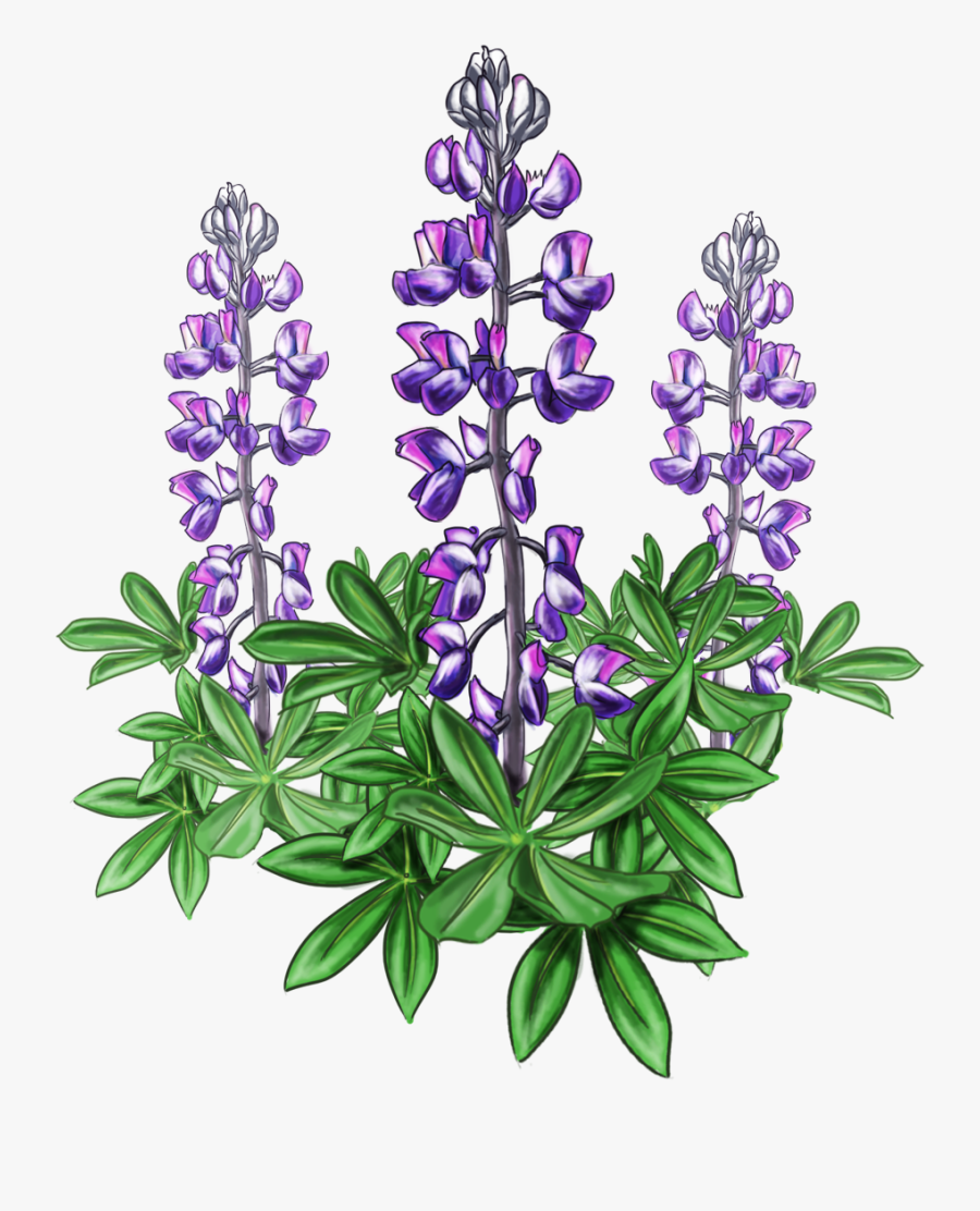 Lupine Bluebonnet Alaska Plant Violet - Lupine Png, Transparent Clipart