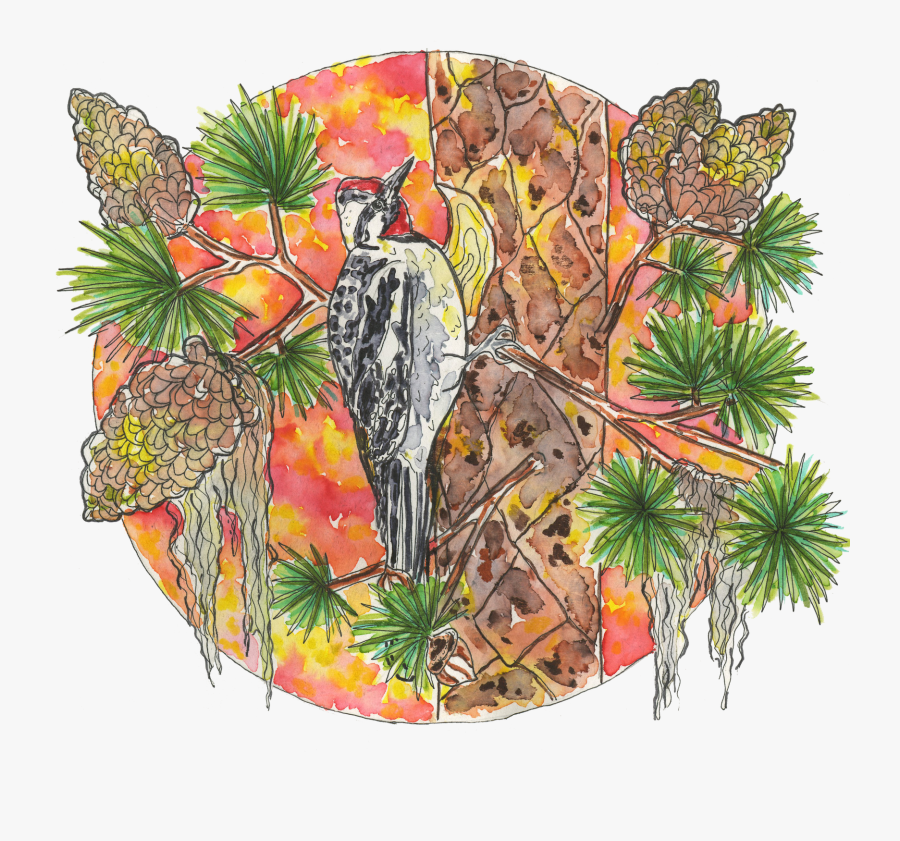 Parrot, Transparent Clipart