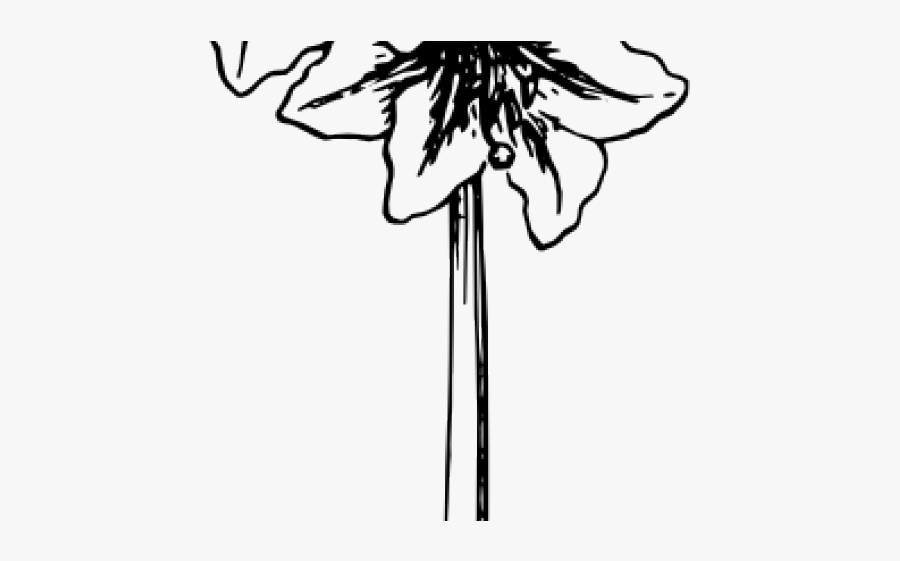 Amaryllis Coloring Page, Transparent Clipart