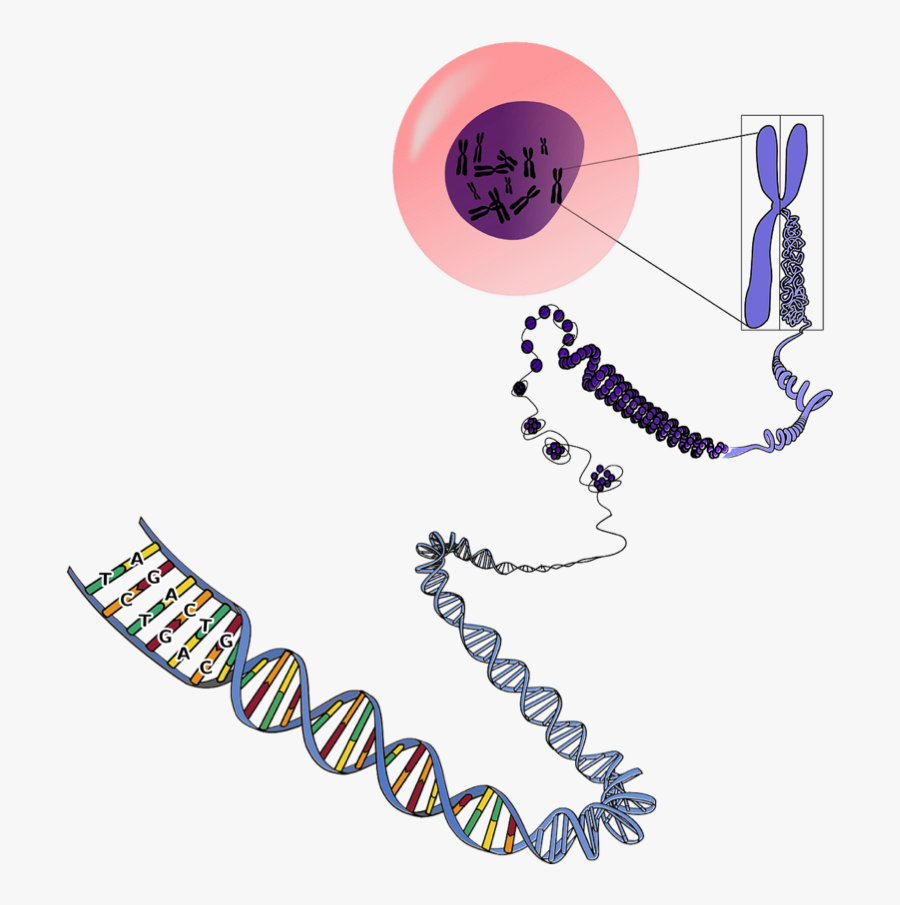 Many Chromosomes Do Humans Have, Transparent Clipart