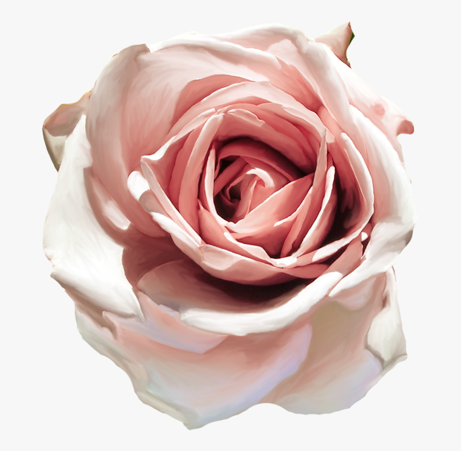 Floribunda, Transparent Clipart