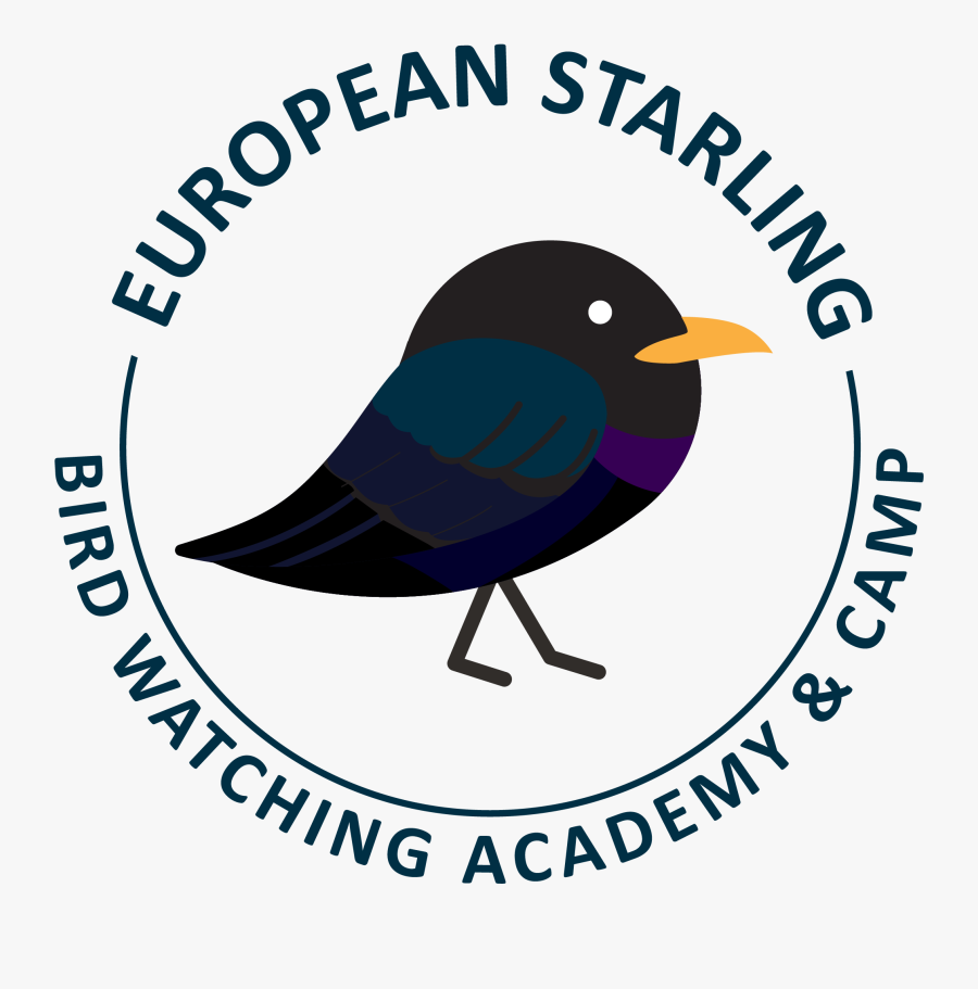 Birds Clipart Starling - Qwip, Transparent Clipart