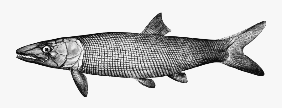 Marine Biology,shark,fish Products - Fish, Transparent Clipart