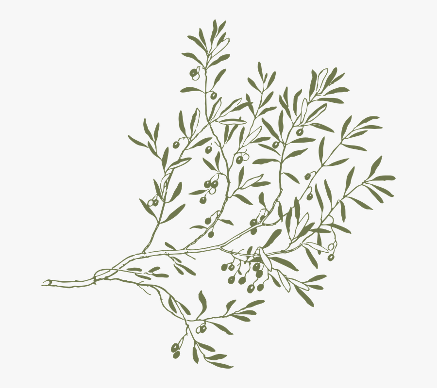 Type Rec, Aljanh - Olive Tree Branch Png, Transparent Clipart