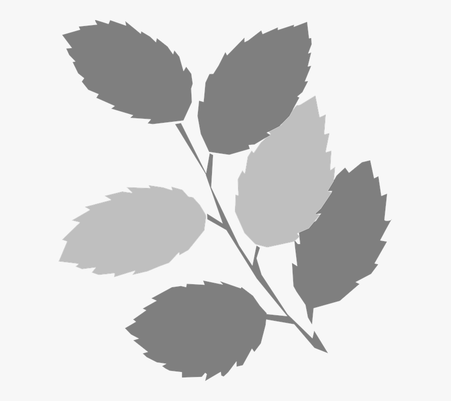 Leaves, Twig, Gray, Branch - Spring Clip Art, Transparent Clipart