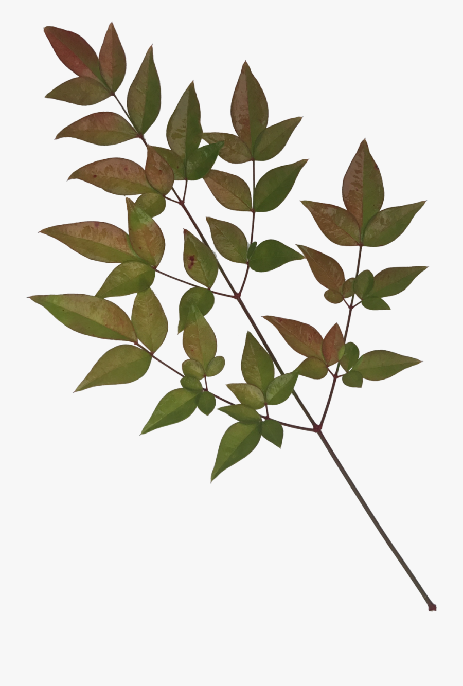 Leaves-1 - Twig - Twig, Transparent Clipart