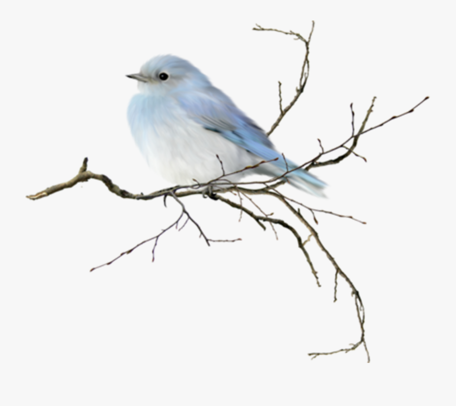 Bird Watercolor Painting Clip - Bird On Branch Watercolour, Transparent Clipart