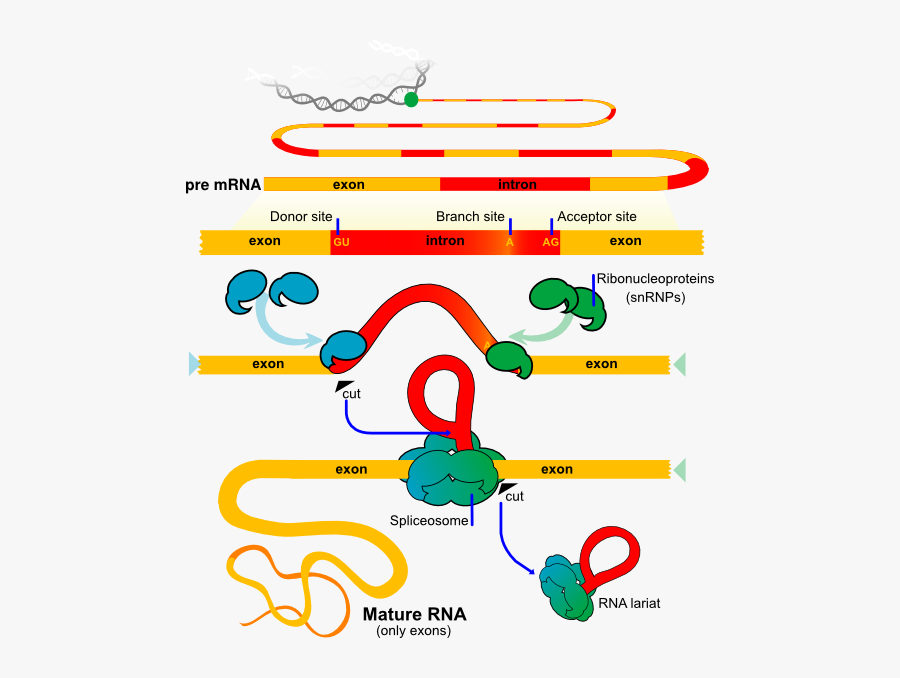 Molecular Biology Posters, Transparent Clipart