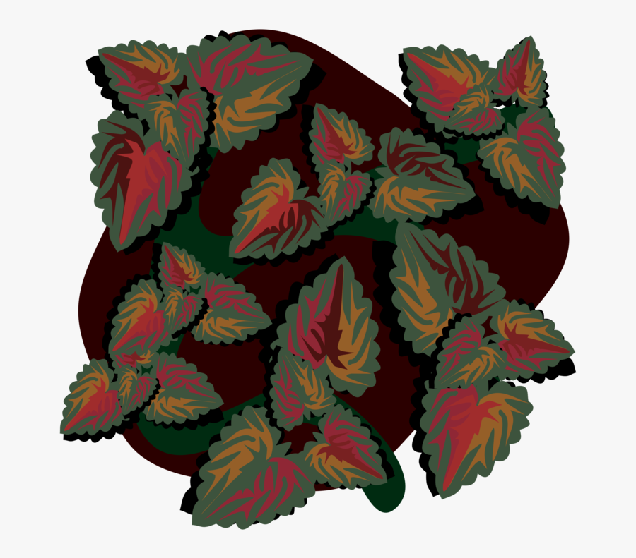 Plant,flower,perennial Plant, Transparent Clipart