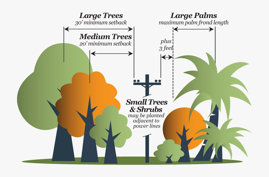 Consider The Mature Size Of The Tree And Space Constraints - Illustration, Transparent Clipart