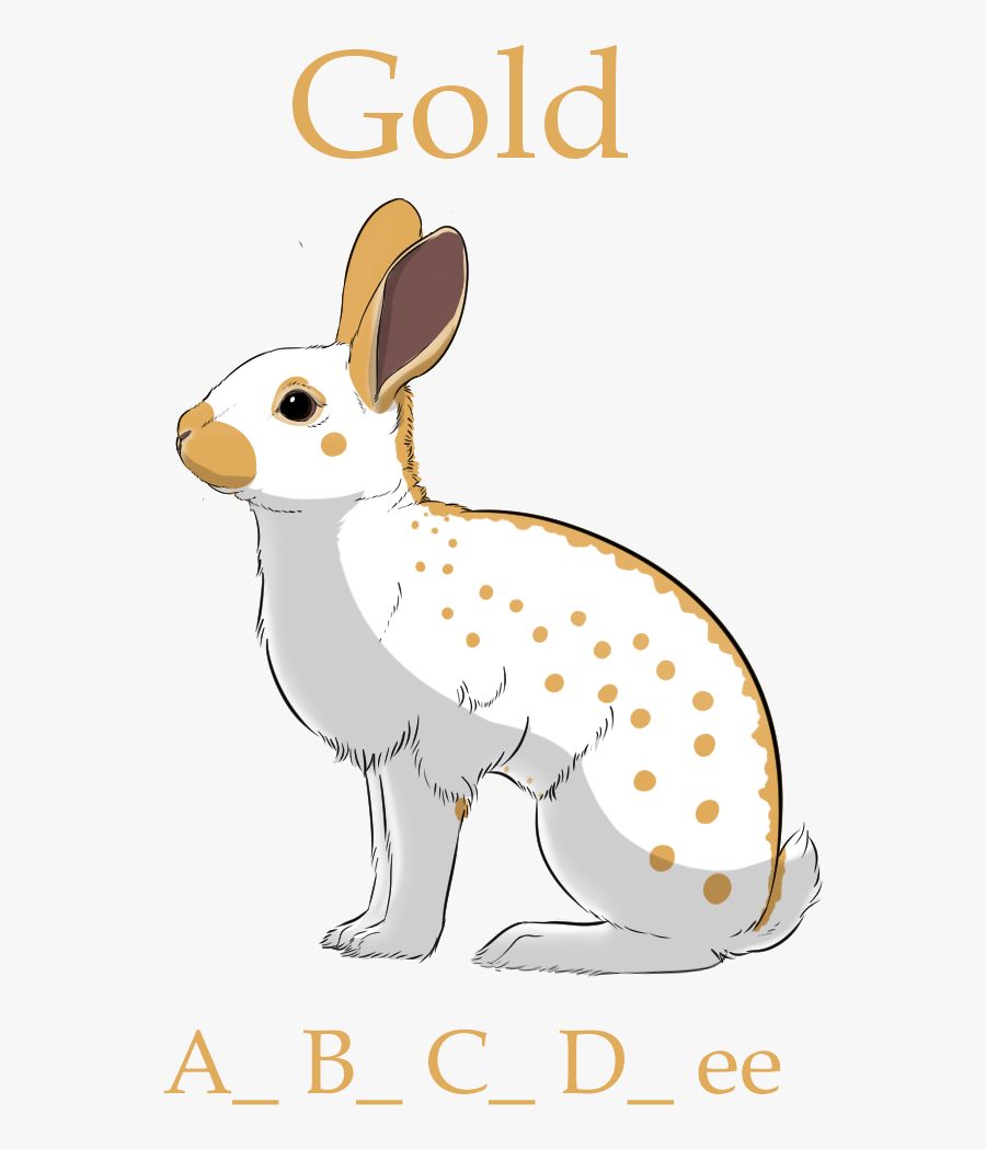 Picture - Domestic Rabbit, Transparent Clipart