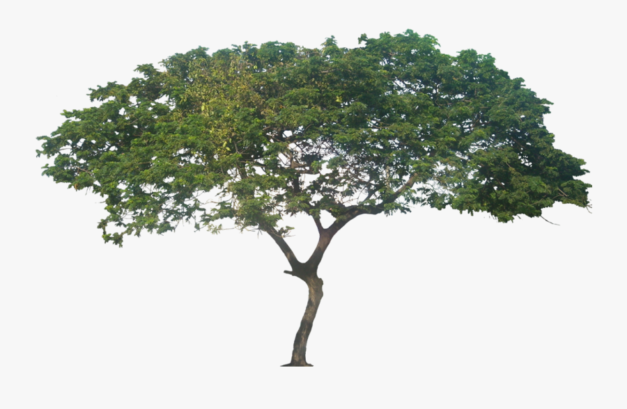 Mature Tree, Height - Samanea Saman Tree Png, Transparent Clipart