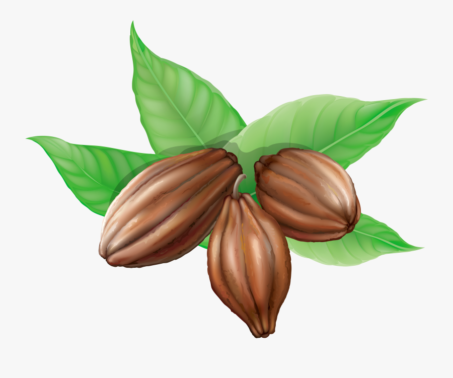 Theobroma Cacao, Hot Chocolate, Cocoa Bean, Plant, - Cacao Clipart, Transparent Clipart