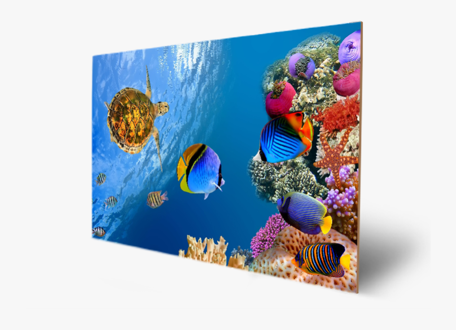 Transparent Underwater Bubble Png - Fish Tropical Sea, Transparent Clipart