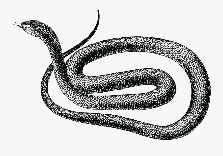 Rat Snake Clip Art , Png Download, Transparent Clipart