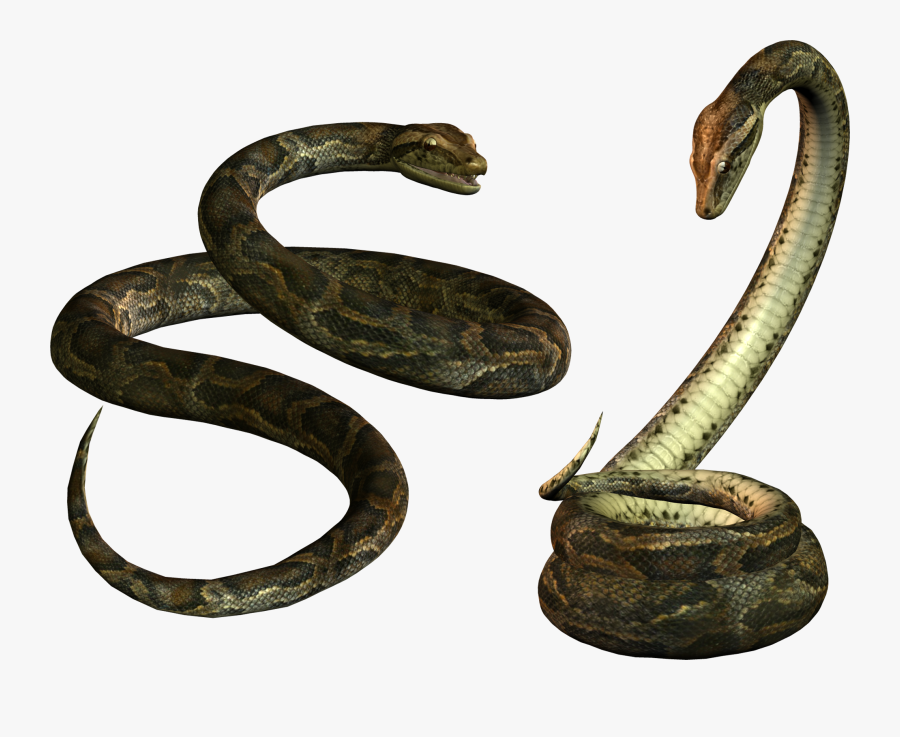 Snake Png, Transparent Clipart