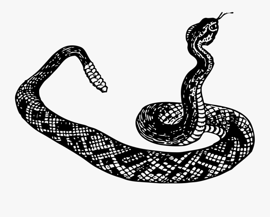 Rattle Snake - Snake Image Black And White, Transparent Clipart