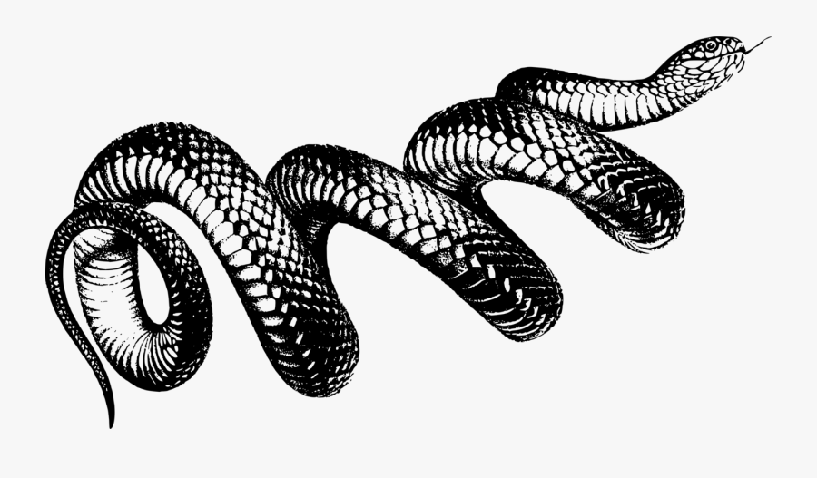 Snake Art Png - Transparent Transparent Background Snake Png, Transparent Clipart