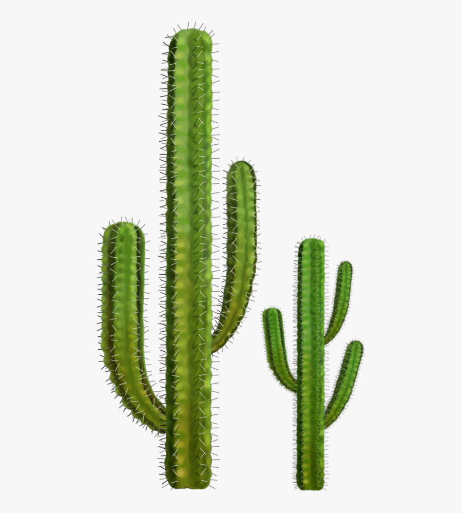 Cactus Clipart Desert Border - Cactus Png, Transparent Clipart
