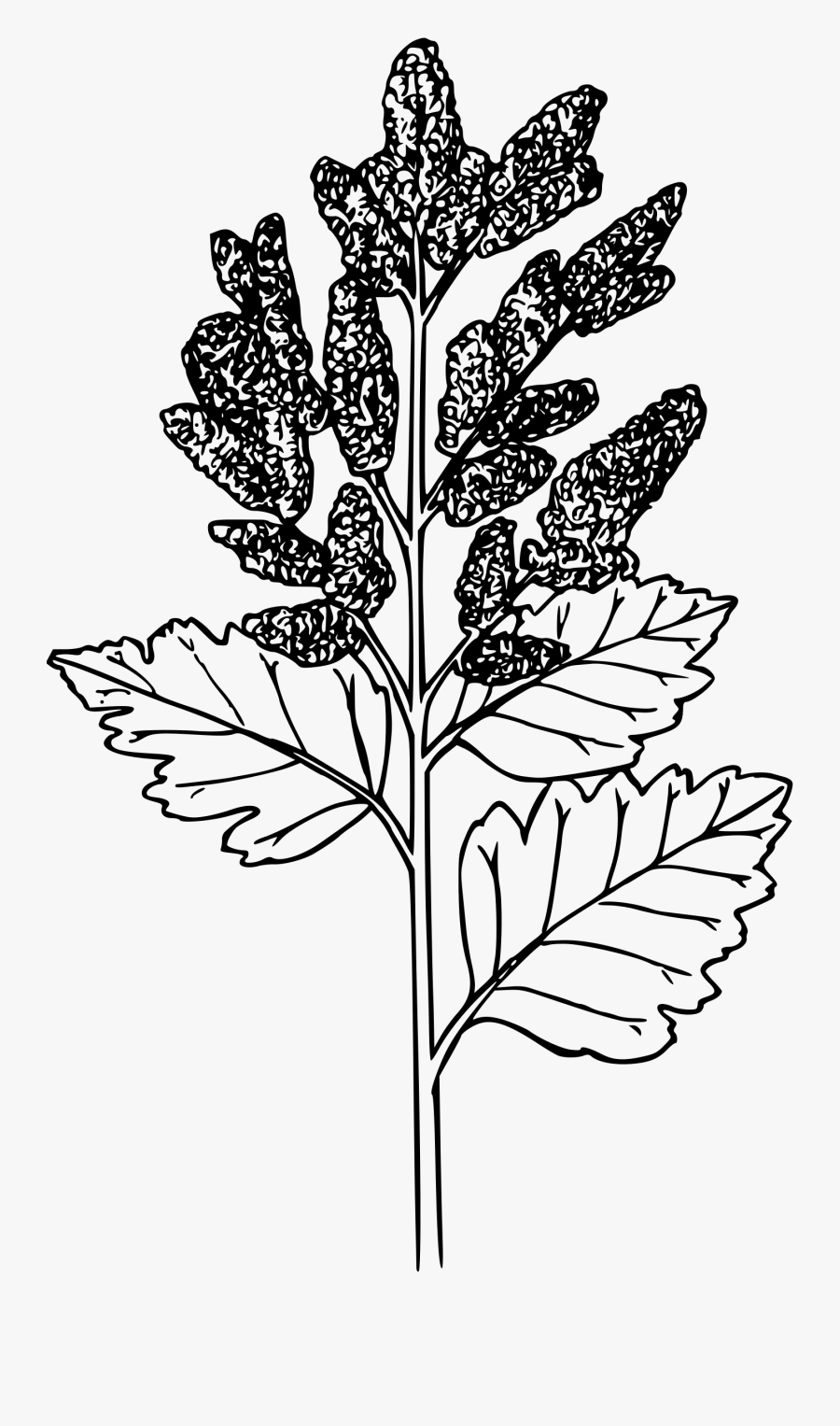 Ocean Spray - Holodiscus Discolor Drawing, Transparent Clipart