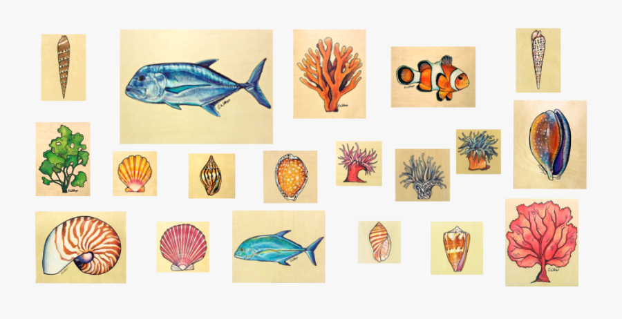 Sea Colleen Wilcox Artwork Shells, Transparent Clipart