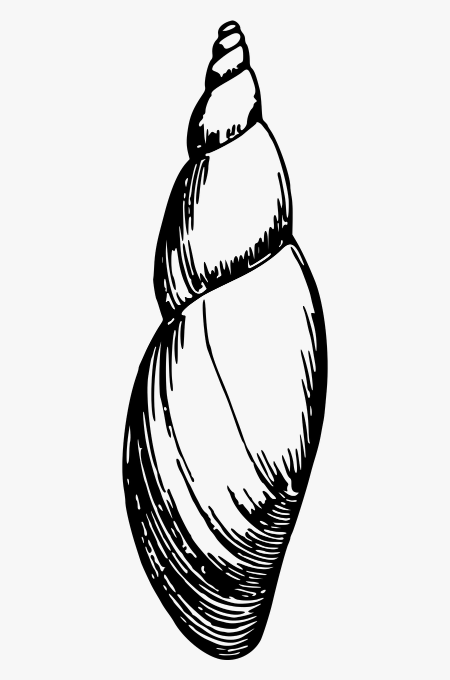 Animals Beach Ocean Free Picture - Sea Snail In Black And White, Transparent Clipart